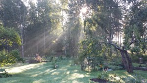 Auringonsäteet puutarhassa