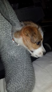 2015-03-28 Toukkapussi alias huovutukseen menevä tossu