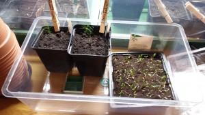 2015-04-01 Sparris o tagetes