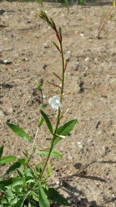 Gaura2014-08-02 14.53.06