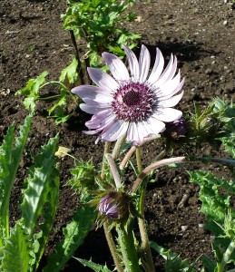 Tistelaster2014-09-10 11.51.22